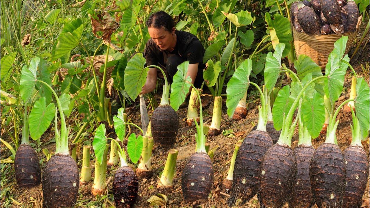 Harvesting Taro & Selling Ducks at the Market – Cooking