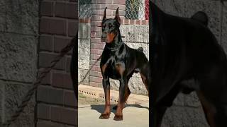 These dogs are agile and athletic! #doberman #dobermanlove #dobermandog #policedog #doglove