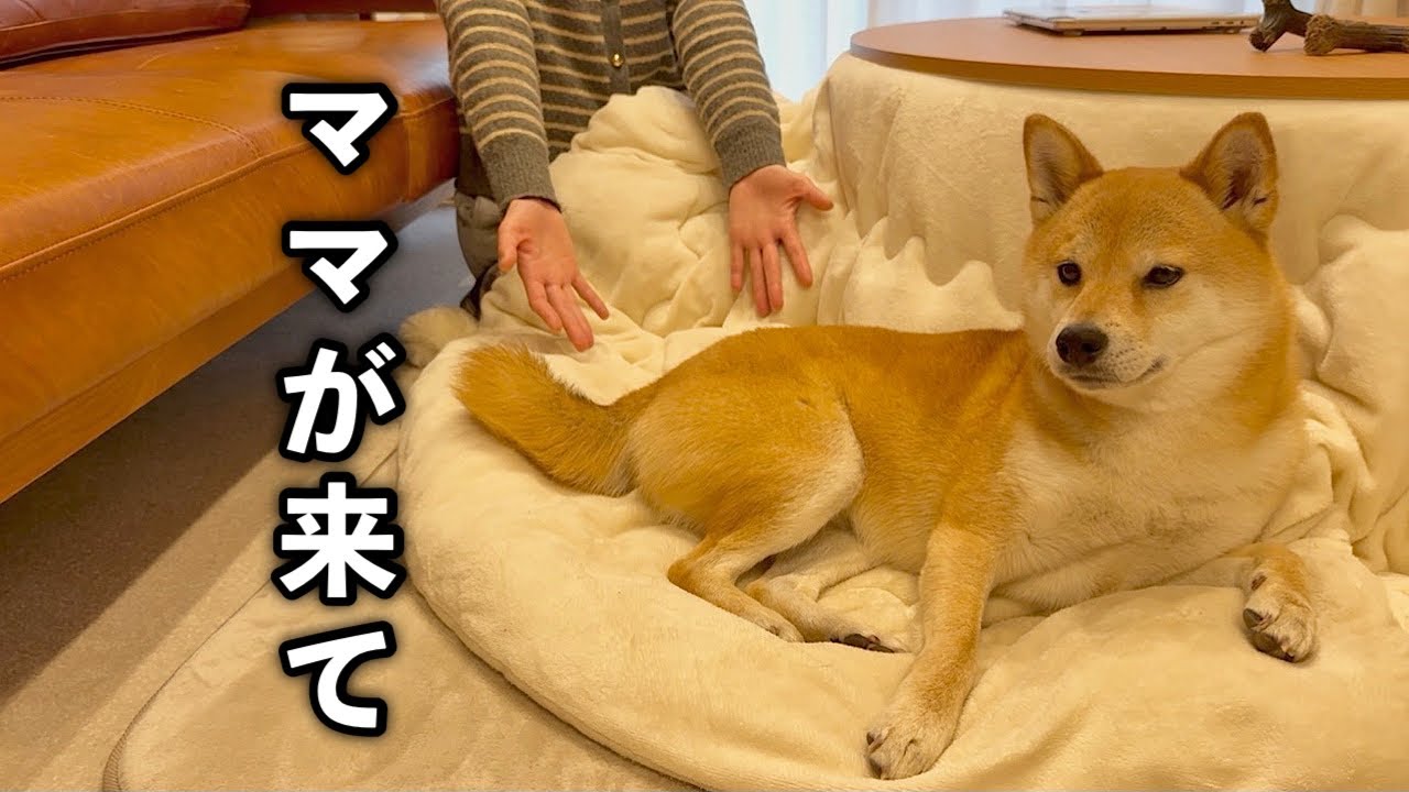 呼んでも来ないくせに甘えてくる柴犬