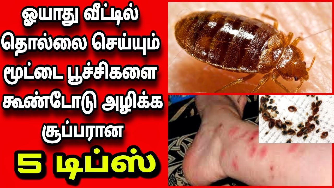 மூட்டைப்பூச்சி தொல்லையில் இருந்து மொத்தமாக விடுபட சூப்பரான 5 டிப்ஸ்/bed ...