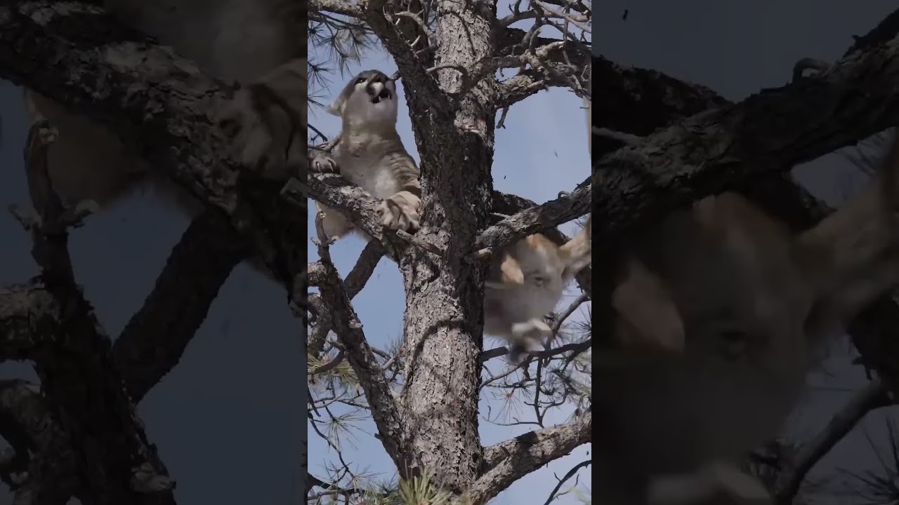 CRAZY BOW SHOT On A Mountain Lion Bowhunting Mountainlion Cougar