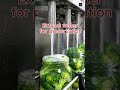 satisfying broccoli canning process in a high tech factory #factory #factoryproducts