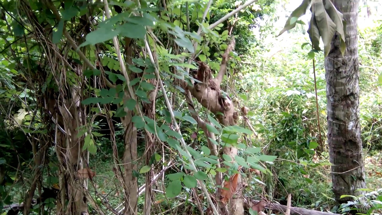 Suku mante penangkapan suku mante di aceh utara YouTube