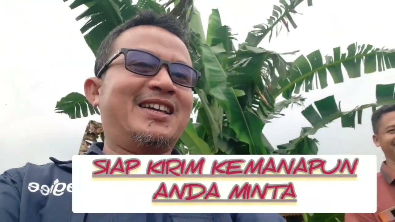 Patin Tulungagung ...Panen Parsial RM untuk Dory Fillet Size 700gr Up