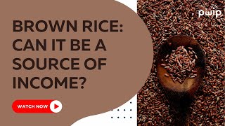Is brown rice a potential source of income | Watch to know