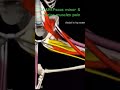 Hip External Rotation Muscles Explained | Deep Hip Rotators Anatomy &amp; Function