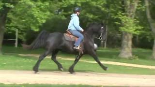 Friesian X Morgan Mare 8 Years Rides And Drives .Friesiansporthorses