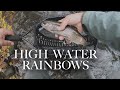 High water rainbows  middle fork willamette river