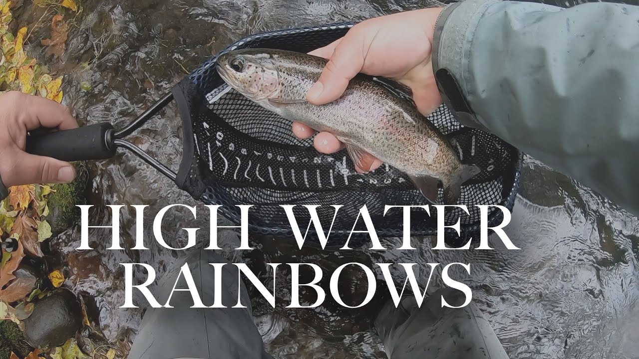 High Water Rainbows - Middle Fork Willamette River