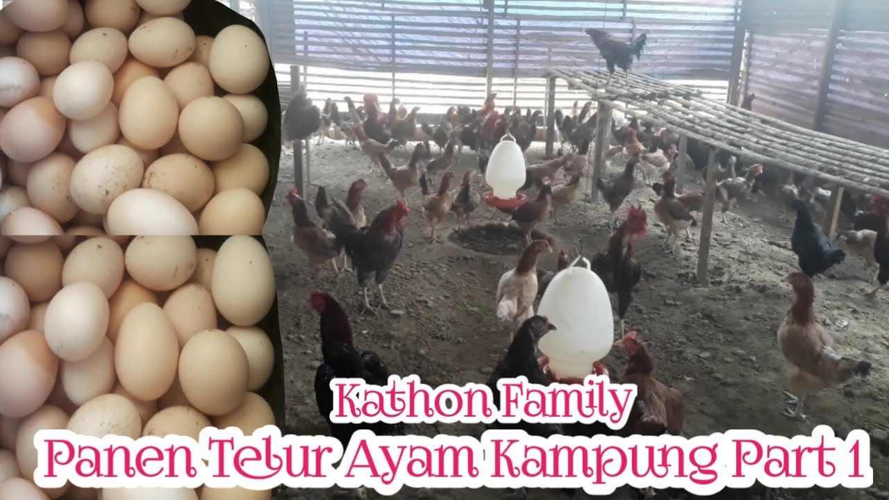 Panen Telur Ayam Kampung Part 1 