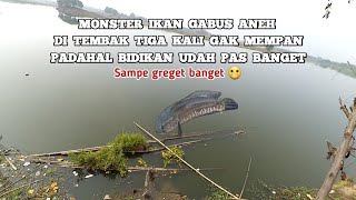 Ikan Gabus Aneh Di Tembak Tiga Kali Gak Tumbang Tumbang Coba Perhatikan