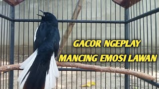 Kacer gacor NGEPLAY ini paling ampuh untuk pancingan Kacer agar emosi
