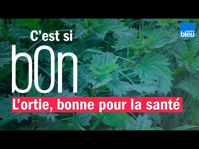 L’ortie, cette herbe miraculeuse qui transforme votre potager en véritable Eden