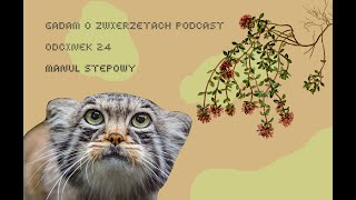 Gadam o Zwierzętach Podcast - Odcinek 24 - Manul stepowy