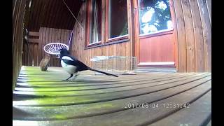 Decking Chewing Squirrel Finally Caught