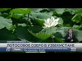 Лотосовое озеро появилось под Ташкентом