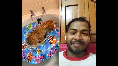 Video 11716481: cat bathtime cute, cat bathtime funny, cute cat bathtub, cat cute funny pet