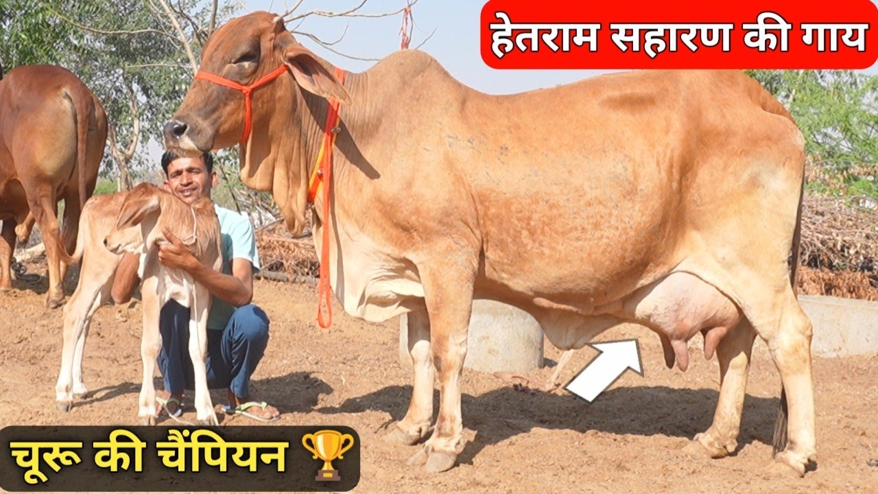 हेतराम सहारण की साहीवाल 🤟 20 लीटर दूध वाली कोई मुकाबला नहीं👉 4 Champion Cow Available Free Transport
