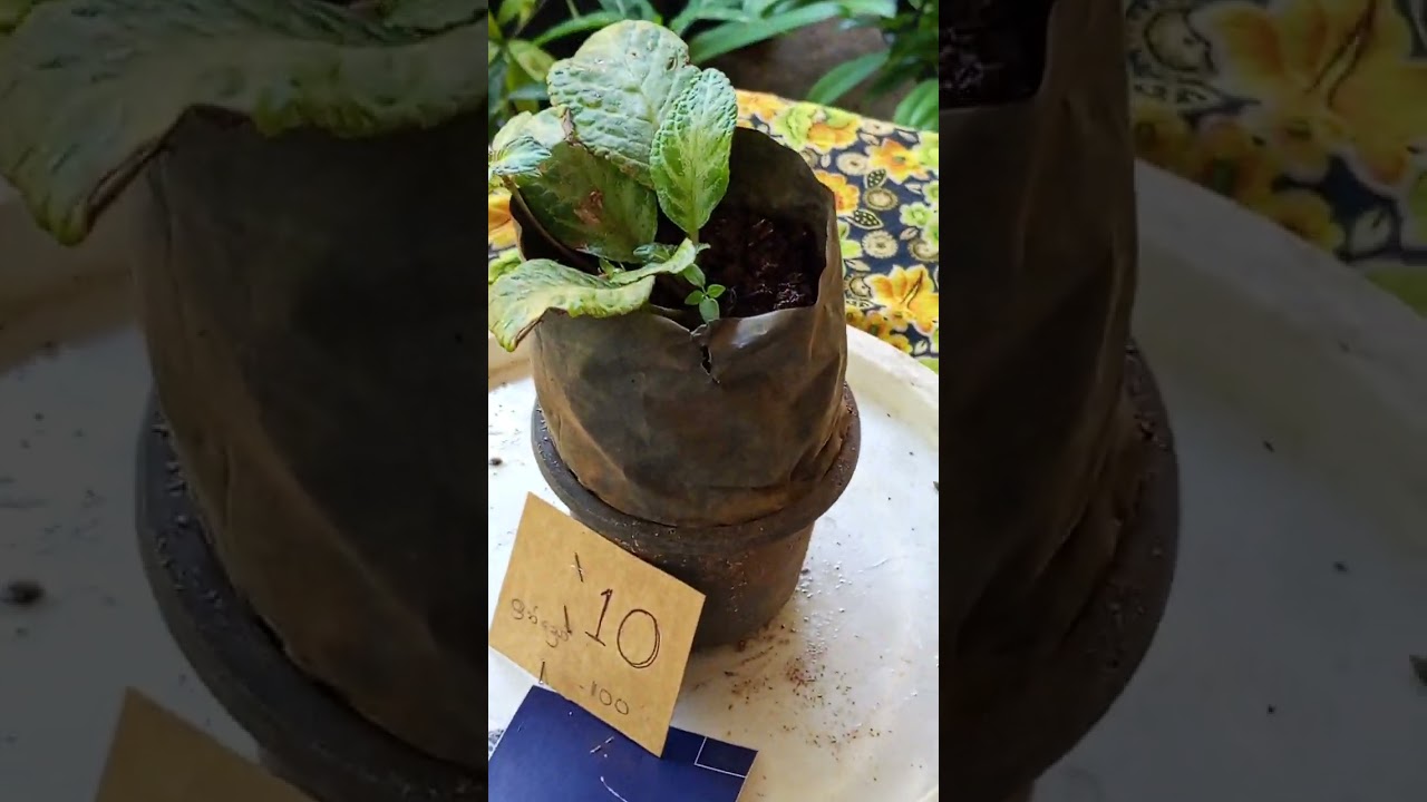 අඩුම මිලට මල් පැල..