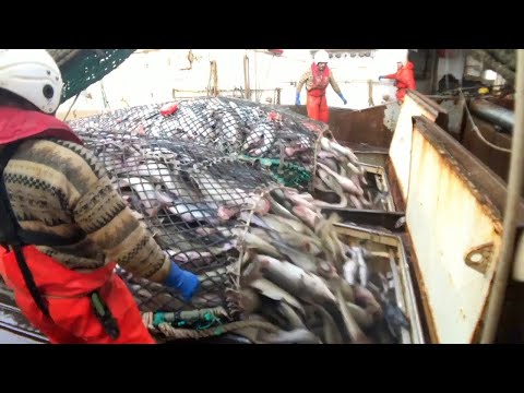 Video: Kas izgudroja zvejas tralerus?