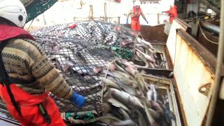 Fishing and Processing on a Freezing Trawler