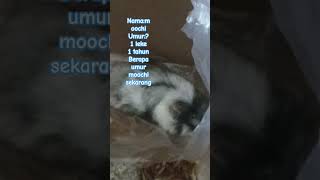 hamster baru aku kemarin beli di pasar malem #kaka_bebby #pov#fyp