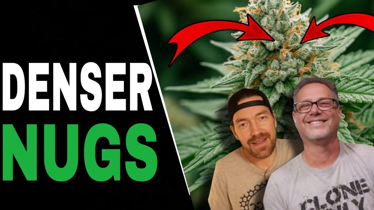 Cannabis Grower Do THIS for Denser, Bigger Harvests