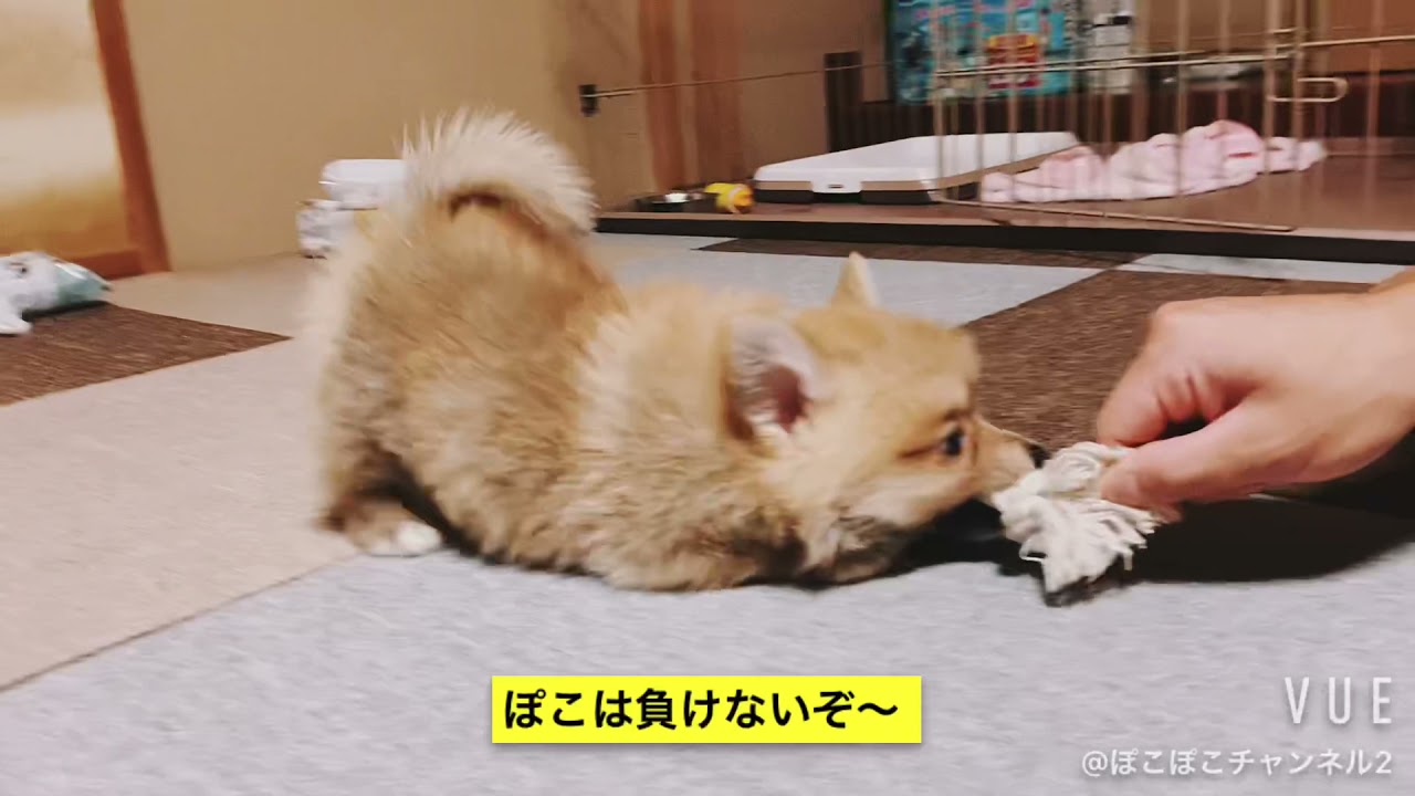 【子犬】ロープで遊ぶポメラニアンコーギーがかわいすぎた YouTube