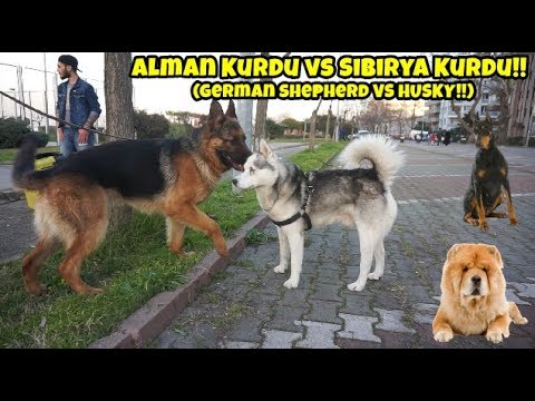 ALMAN KURDU VS HUSKY -  KAFA KAFAYA GELİNCE OLAN OLDU!! (Doberman , Chow Chow , Kangal Bir Arada)