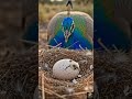 The First Moments of a Peacock's Life 🥚🐣