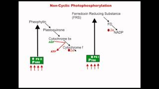 Non-cyclic Photophosphorylation - Dr. Magadi R. Gurudeva