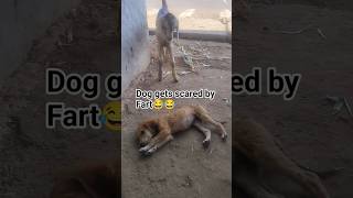 baby dog scared fart#funny #comedy #viral#dog#youtubeshorts#trending#pet#pappy
