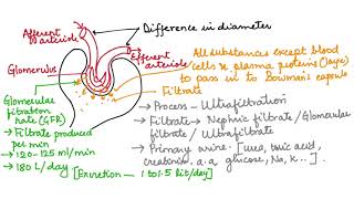 WHAT IS ULTRAFILTRATION HUMAN PHYSIOLOGY: CH-19 PART 10 ISC/CBSE 11