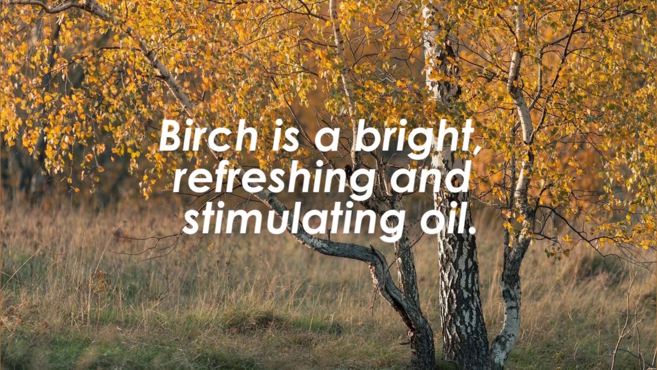 Sweet Birch: Betula lenta
