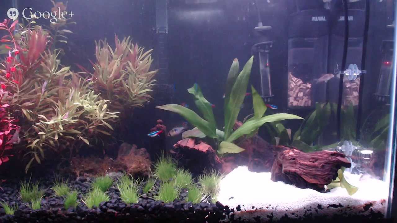 Live Stream 20 Gallon Planted Aquarium YouTube