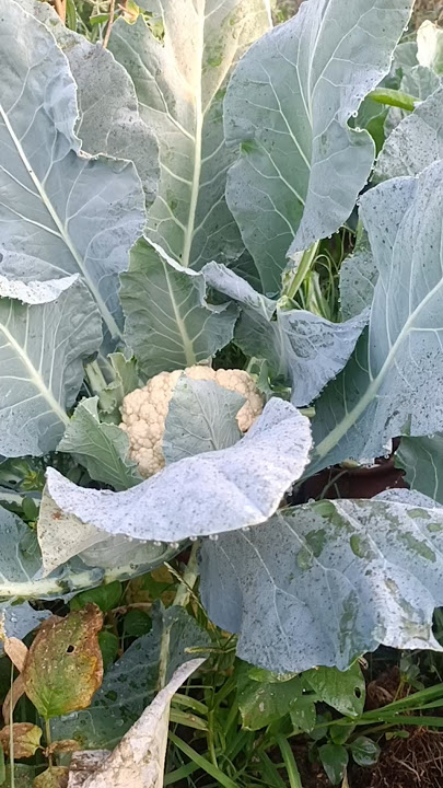 Organic farming kitchen garden ful kubi