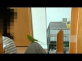 おしゃべりインコのピッピがひざに飛んでくる！お手お座りだ！