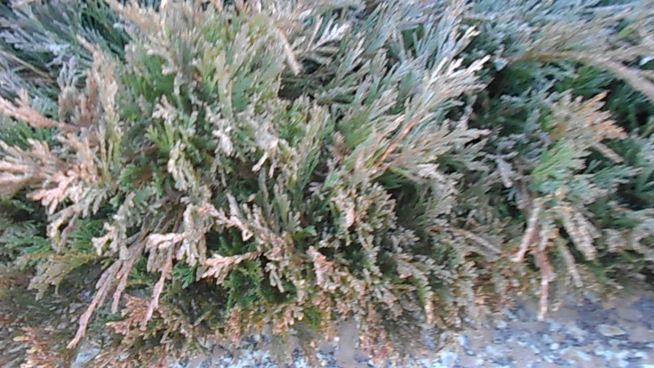 Можжевельник горизонтальный Андорра Вариегата (Juniperus horizontalis Andorra Variegata)