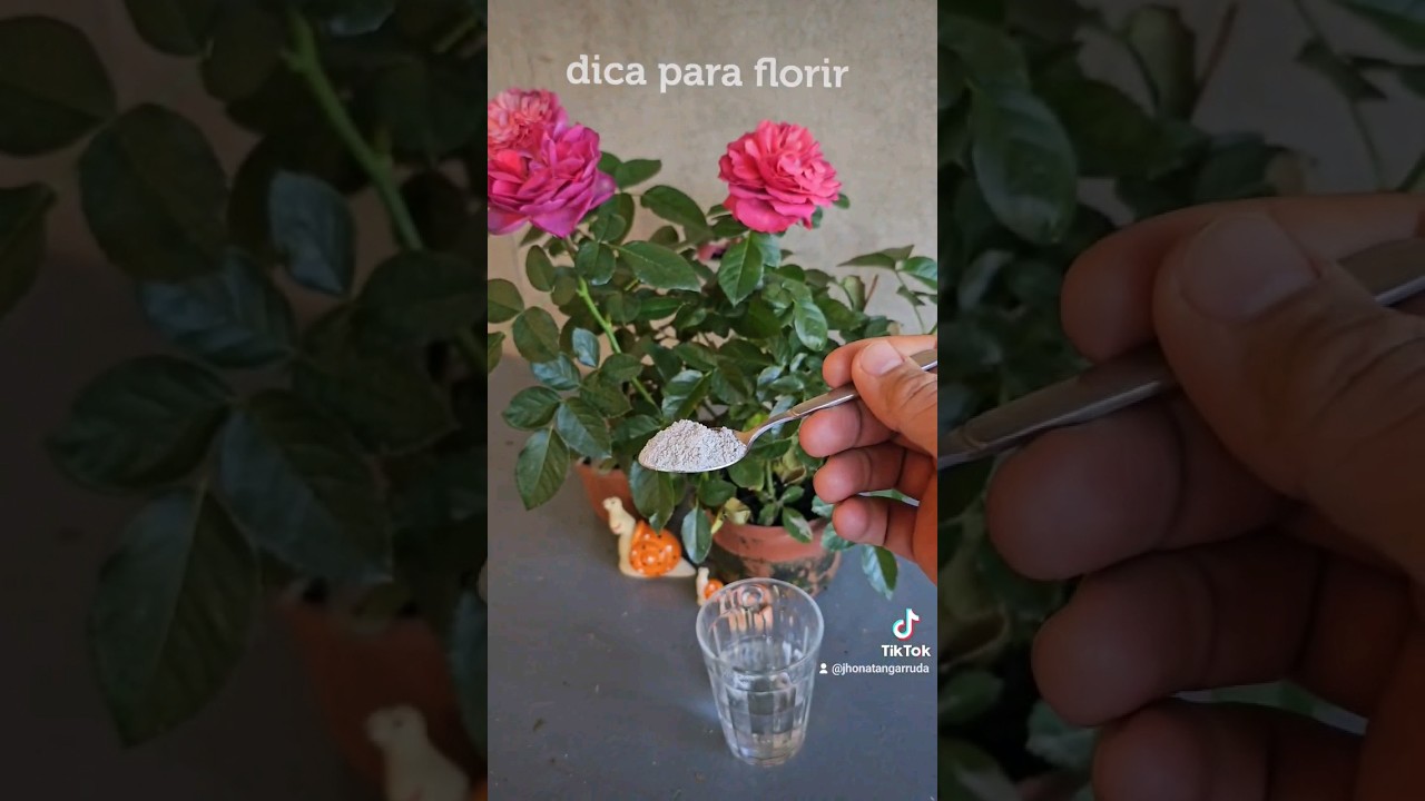 o segredo para sua Roseira florir o ano inteiro