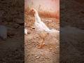 white oh shamo 🐓 Chicks 🐣 #shorts #aseel #aseellovers #aseelmurga #shamo #roosterfarm #hen #roster