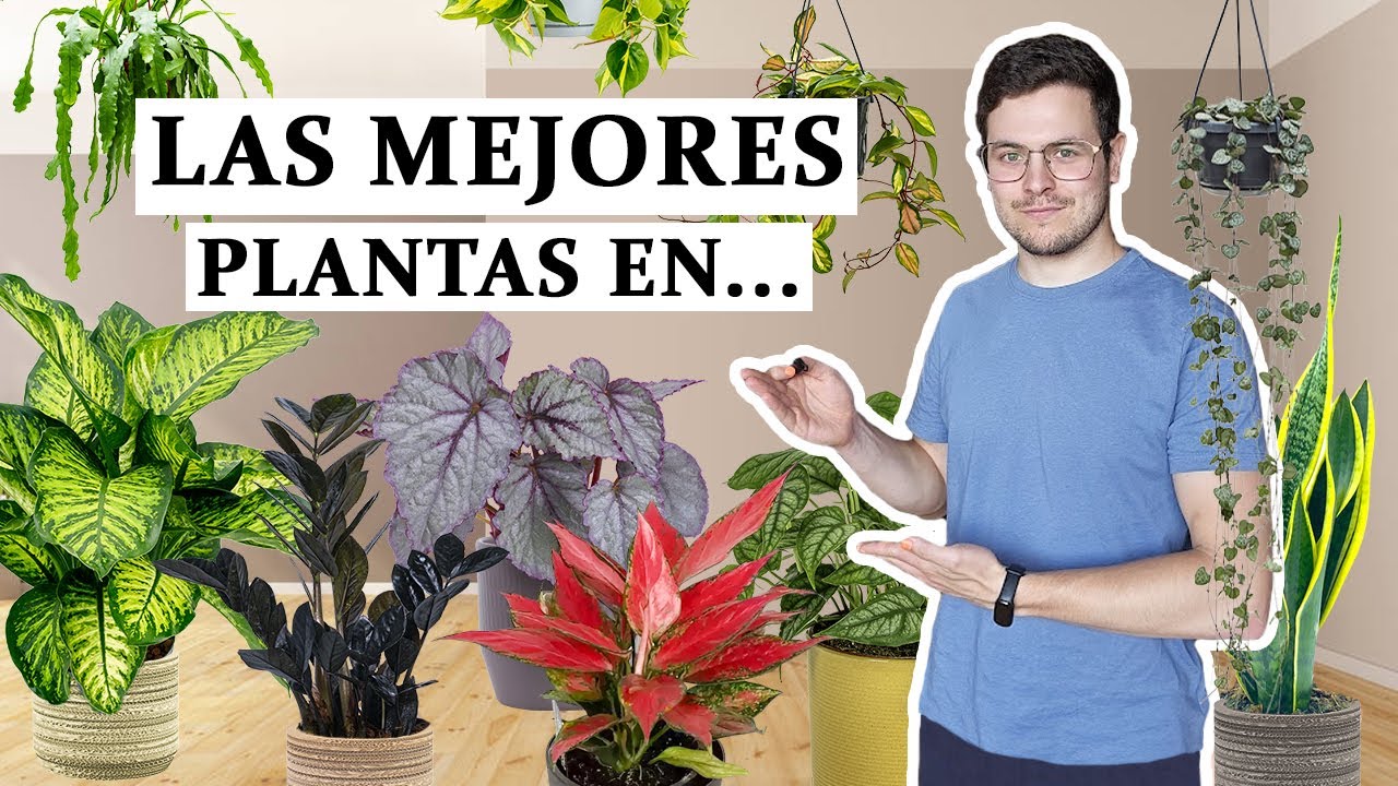 LAS 8 Plantas de interior MÁS...
