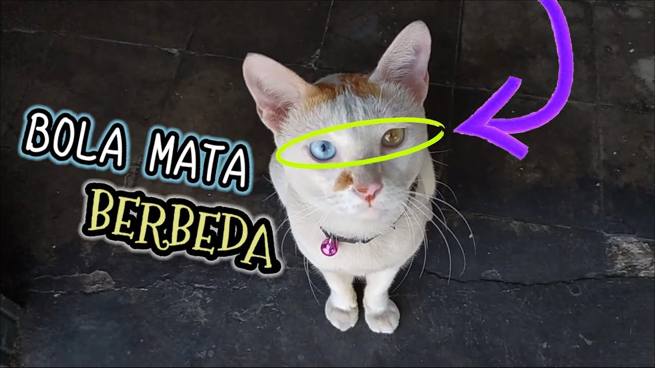 Jenis Kucing Persia Karakteristik Dan Ciriciri Fisiknya Jenis Kucing Persia Karakteristik Dan Ciriciri Fisiknya