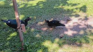 Baby ducks