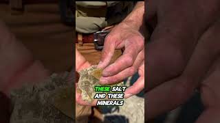 CRYSTALS & DINOSAURS? | What Crystals Tells Us About Dinosaur Sites