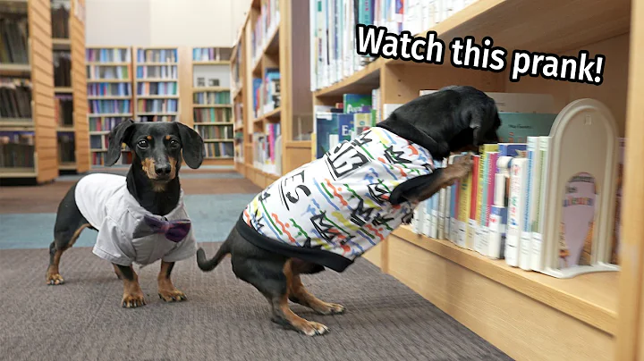 Ep 35: The Dogs Get into TROUBLE AT THE LIBRARY!