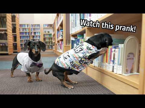 ep-#5:-the-dogs-go-to-the-library!---cute-&-funny-dachshund-video!