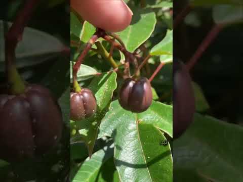 الجاتروفا شجره الجاتروفا كيفيه زراعه الجاتروفا شجره البترول شجره الكنز