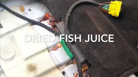 Remove Fish Odor | Smelly Car | Vehicle Cleaning
