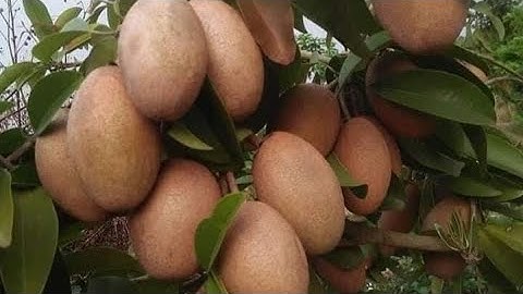 HỒNG XIÊM XOÀI (SAPOCHE) CÁC CỠ CÂY SẴN QUẢ GIÁ TỐT NHẤT HIỆN NAY