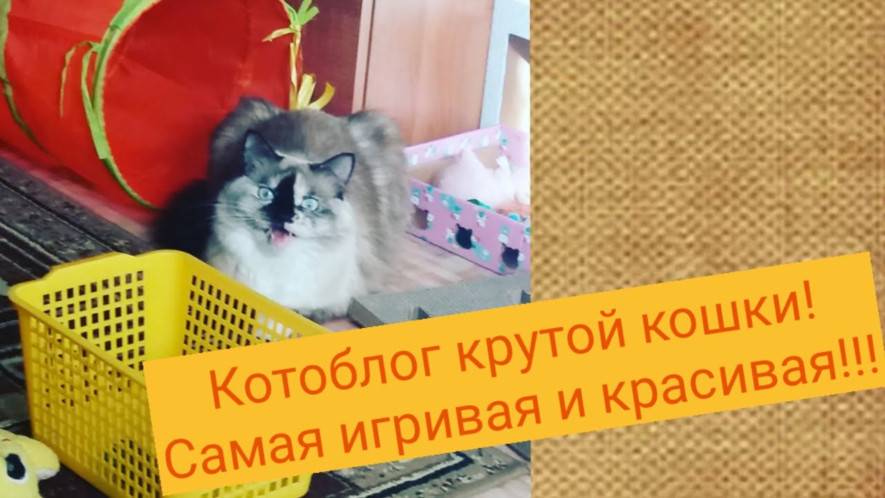 Котоблог
